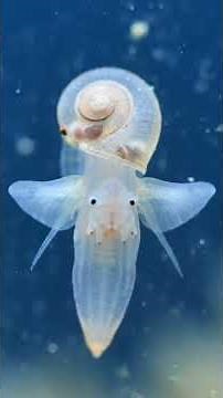 SEA BUTTERFLY — Why Does This "Flying Snail" Never Stop Swimming? #deepsea #animals #deepfin