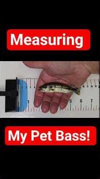 Feeding My Bass 100 Minnows (This Is How Big They Got!)