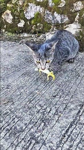Wild Cat Catches a Lizard… and Refuses to Let Go! 🦎🐱