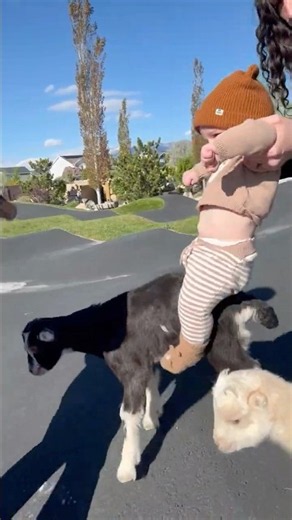 Will it Shred - Goat Edition with Enzo at Pirate Island