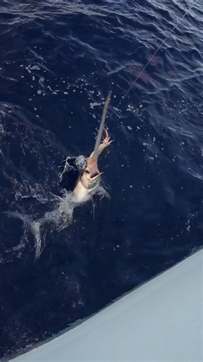 Freeman Presents | Swordfishing with Stanz “Get out there, go fishing, and make some memories.” #FreemanBoatworks #Freeman47 | Freeman Boatworks