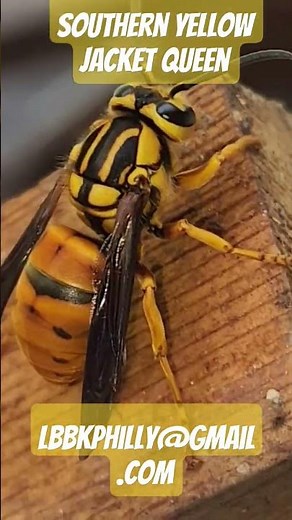 Southern Yellow Jacket Queen