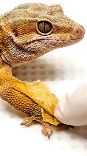 Nature’s Hidden Magic – Lizard Shedding Skin 🔥 #Lizard #SheddingProcess #ReptileCare #NaturePower #AnimalTransformation #PetLover #WildLife | Bearded Dragon Life