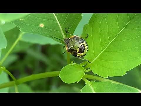 Five Minute Finds: Incomplete Metamorphosis