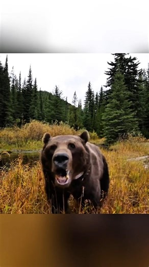 Застрявший гризли очень сердит 🐻#охота #медведь #охотанамедведя #bearhunting #hunting #wildlife