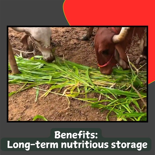 What Type of Fodder Suits Your Livestock? Silage, made from Corn and Sorghum, is an excellent option for long-term nutritious storage. It provides your livestock with essential nutrients during tough seasons when fresh fodder is unavailable. #FodderCare #LivestockHealth #DairyFarming | Dept of Animal Husbandry and Dairying, Min of FAHD