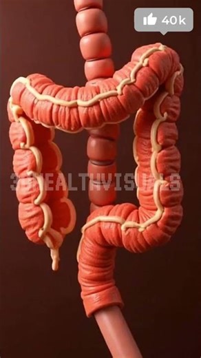 Colon Spasms in Slow Motion | 3D Medical Animation of Peristalsis #Shorts #biology #anatomy