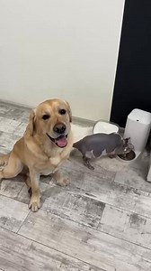 309K views · 8.6K reactions | Parodies a cat #fbreels #reels #fbreels2024 #amazing #dogcat #dog #cat #animal #pet #catlovers #doglover | Denie Manie | Facebook