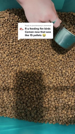 Reply to @jessietroony Their bird food is by Muenster Mills! The link to their website as well as my discount code can be found in the linktree in my bio. ♥️