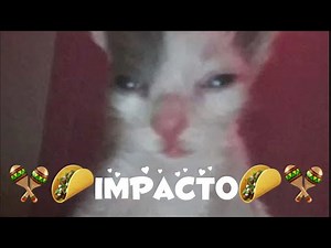 🪇🌮impacto🌮🪇- 1 hour