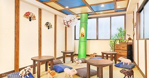 Micro Pig Cafe Experience in Kyoto - Klook