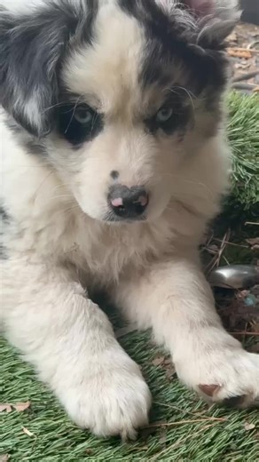 Aussies: the perfect blend of energy and affection💕 #Aussies #AustralianShepherd #AustralianShepherdPuppies #AustralianShepherdBlueEyes #BlueEyeAussies #BlueEyeAussiesRanch #AussiesRanch