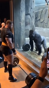 Strongman Tries to Impress… Gorilla DESTROYS Him 😱💪🦍 | Leila