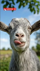 Smiling Goat Sticks Tongue Out and Says Maa-Aa-Aa