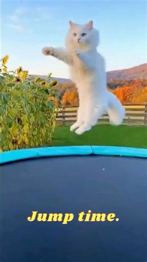 White Cat Teaches Innocent Bunny to Jump on a Trampoline 🐱🐰 | Cute