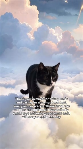 Kat, love you and miss you so much. 🐾 Create your custom AI pet tribute today → https://requests.tributetails.com 🌈 All Tribute Tails videos are created with personalized, custom AI prompts. #Rainbowbridge #petheaven #pettribute #petmemorial #domesticshorthair