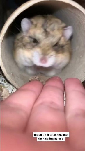 Hamster Lucu Tiktok & Funny Hamsters Videos Complication 2023#333