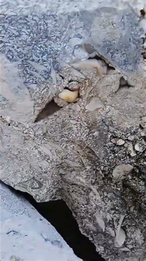 Incredible Crystalized Shell Fossil