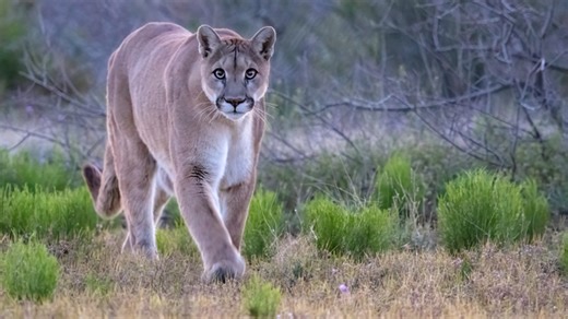 California Woman Reacts Perfectly When Mountain Lion Stalks Her On A Hike: WATCH