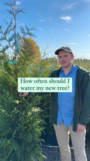 This is your reminder to water that tree! 🌲💦 In the first few weeks after planting your trees, it’s crucial to keep the soil moist to help settle the soil and mitigate transplant shock. However, watering needs vary tree to tree so always check on the exact needs of your tree after your plant it. 🌲🌲🌲 . . . . . #fastgrowingtrees #treecare #landscapingtips #gardeningtips #gardeningtipsforbeginners #landscaping #privacytrees #privacyhedge #privacyfence #plantnursery | Fast Growing Trees