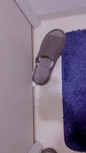 #トイレの邪魔すな #ラグドール #かわいい #スリッパ泥棒 #猫 #猫のいる暮らし #猫好きさんと繋がりたい #猫動画