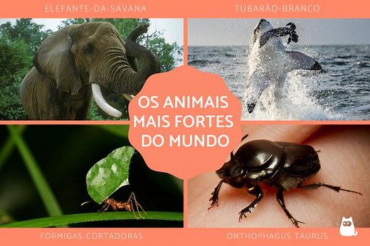 Os 15 ANIMAIS MAIS FORTES do MUNDO - Descubra sua força!