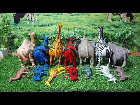 WADIDAU‼️PROSES‼️POTONG SAPI‼️KURBAN‼️Sapi videos | COW VIDEOS | AEL SAPI #7