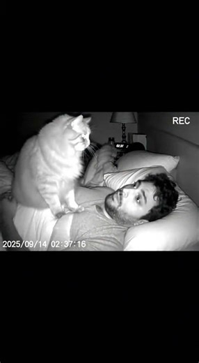 The Cat's Alarm Clock