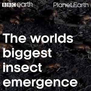 1.5M views · 21K reactions | After an absence of 17 years, the next batch of periodical cicadas will grace the forest for just a few days. | BBC Earth | Facebook