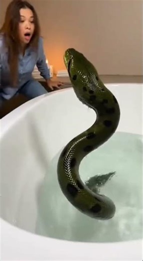 A Toy That Turned Alive in Water 🐍