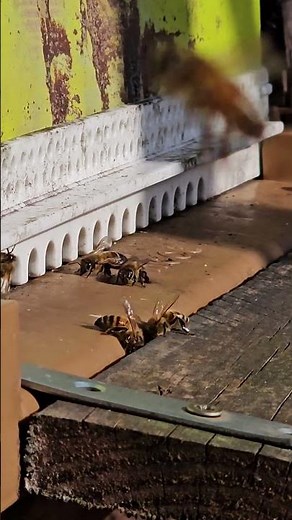 magnifique petite abeille qui ramène du pollen a la ruche #abeille #bee #apiculture #nature #france