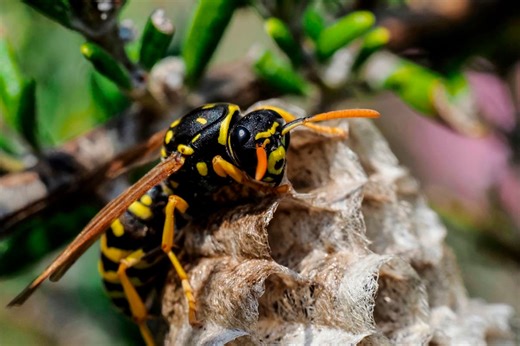 How to treat a wasp sting and spot an allergic reaction after man dies from stings