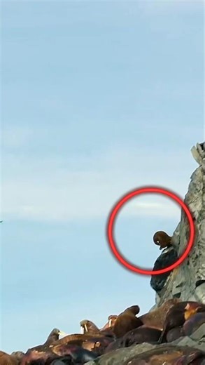 “Walrus Pahad Se Jump Kyun Karte Hain? Sach Hairaan Kar Dega!” 😔