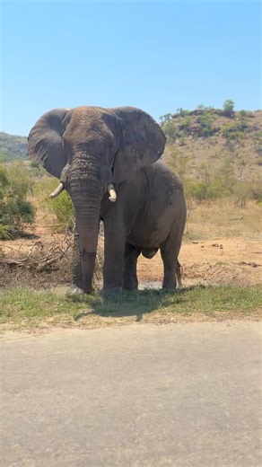 Watch as this huge elephant bull hops out of his mud bath and shows us his size in the Kruger National Park 🐘 | Zafari Africa