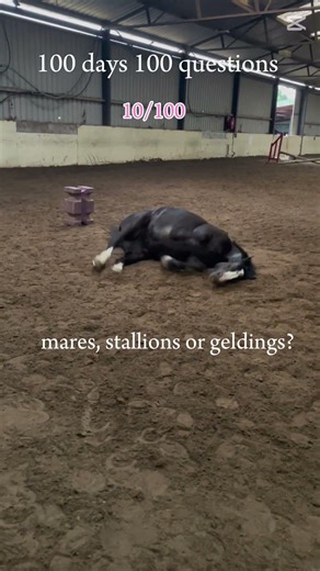 Mares, stallions or geldings? #horse #equestrianjourney #equestrian