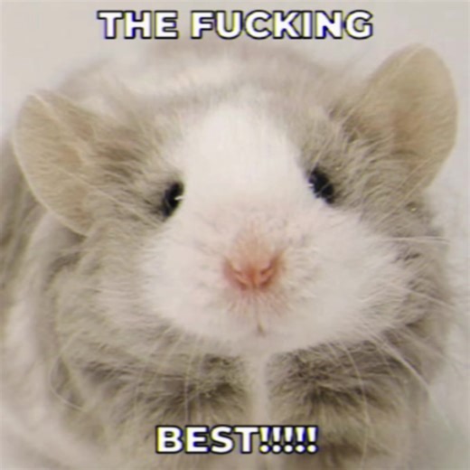 Adorable Baby Mice Compilation: Cute Moments to Cherish