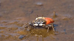 4k Footage Paraleptuca Crassipes Thick-legged Fiddler Stock Footage Video (100% Royalty-free) 3710787461 | Shutterstock