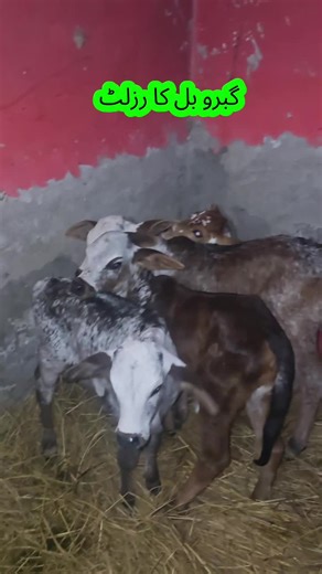 Progeny of Gabroo Bull: Elite Cholistani Cows