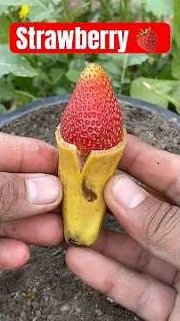 How to Grow Strawberries at Home Easily 🍓 | Complete Guide #Strawberry#GrowStrawberries#shorts