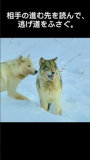🐺知能で狩る、オオカミの戦術👍 #オオカミ #狼 #動物ドキュメンタリー #群れの狩り #野生の世界