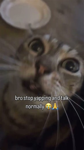 These Cats Will NOT Stop Yapping 😹🔊