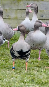 Quelques jolis sujets…🤩 #elevage#élevage#breeding#breedingseason#oiseaux#birds#canard#canards#duck#patos#ducks#sauvagine#ornement#ducksofinstagram#nature#naturelovers#animalsaddict#waterfowl#autumn#fall#waterfowling#waterfowler#ducklings#ducklife#ornemental#water#etang#bassin#romwaterfowl | Chez Rom Waterfowl