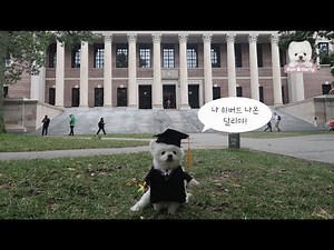 [Eng Sub] Harvard graduate Darly's journey to Boston