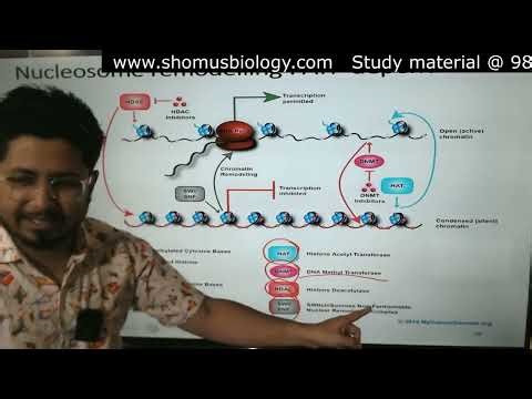 Nucleosome remodelling | nucleosome model of chromosome csir net life science
