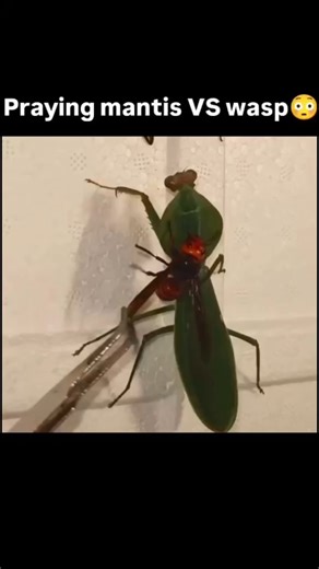 science on Instagram: "NATURE'S DEADLIEST DUEL! 🦟 Praying Mantis vs. Giant Wasp (Nature's Precision Hunter!)​Witness the intense survival of the fittest in the insect world! This video demonstrates the incredible hunting prowess of a Praying Mantis as it takes on a formidable Giant Wasp. Using lightning-fast reflexes and powerful raptorial legs, the mantis captures its prey with surgical precision. This encounter highlights the raw power and specialized biology of these apex predators in the mi