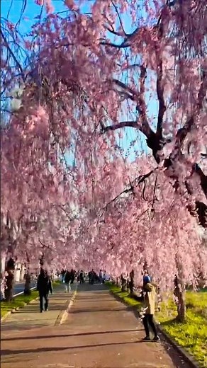 Walking Through an Unreal Sakura Tunnel in Japan 🌸🇯🇵 (4K Cherry Blossom Walk)
