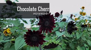 5 Packs of Chocolate Cherry Sunflower Seeds - Heirloom Full Sun Annual Flower