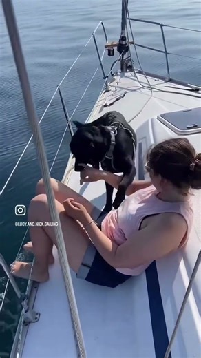 Sailing with a dog?? Follow for more sailing with dogs content 🐾⛵️