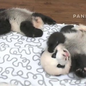 Baby Meng Lan was the perfect peluche (after Fei Yun of course) 😍😍😍😍😍 | Pandas, a Light In My Heart