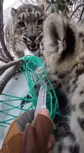 Hands Twisting Netting in a Dense Rocky Thicket